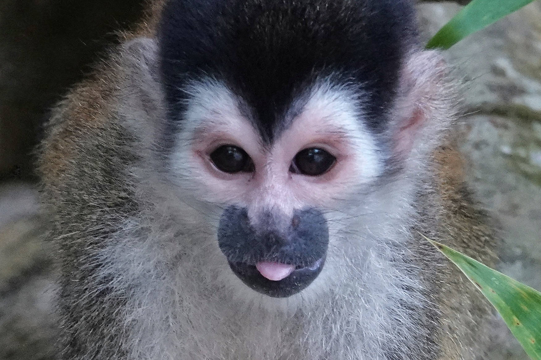 Portrait de singe saïmiri